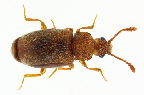 Cryptophagus sp.